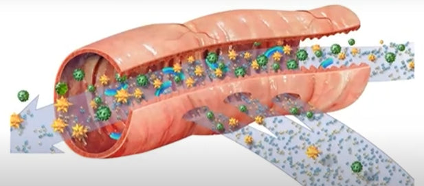 KBMO Leaky Gut Panel