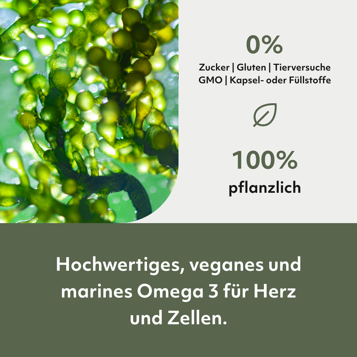 LipoVibes Omega 3 (aus Algenöl) mit Schwarzkümmelöl Tropfen - BeOptimal